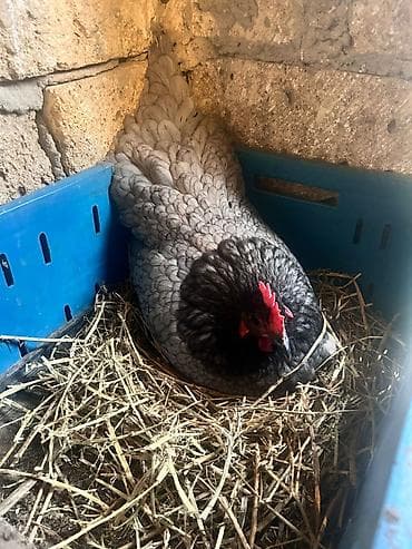 heyvan satışı tap az: Toyuq, Australorp, Damazlıq, Ünvandan götürmə — 3