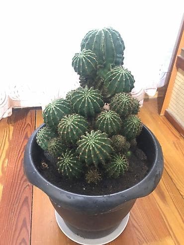 высокий кактус: Echinopsis (Kirpi kaktus) – çoxlu pöhrəli, iri ölçülü dekorativ kaktus — 3