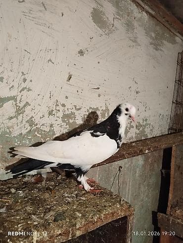 arpa buğda: Cins: Göyərçin (iki rəngli, ağ‑qara) Xüsusiyyətlər: - Baş və boyun — 4