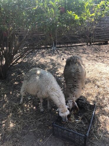 электрическая машинка для стрижки овец: Məhsul: Qoyunlar (2 baş) Təsvir: - Şəkillərdə iki baş yerli tipli — 2