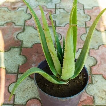 продажа комнатных растений: Aloe vera barbadensis dibceki 3.azndan 100 azna kimi var — 8