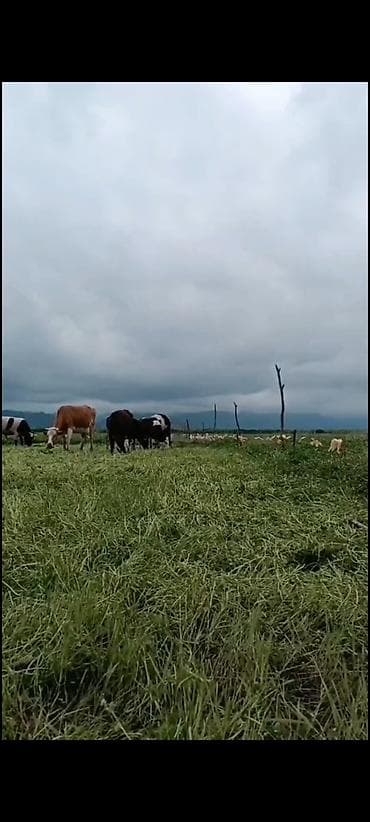 iphone ehtiyyat: Mal-qoyun otaran qurğudur tokcobandir herbir rayona göndəriş var — 9