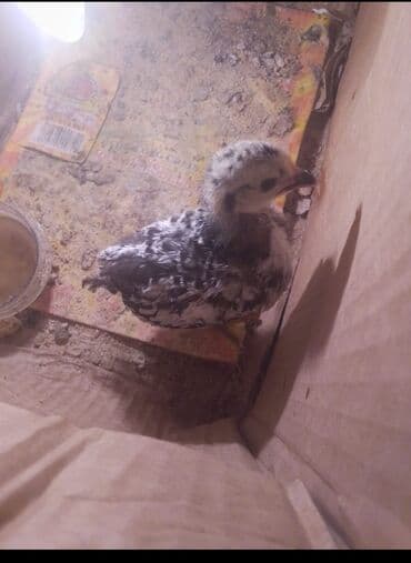 규 카츠 맛집【KaKaotalk:Za31】모든 요구 사항 충족,서울출장안마,서울에스플러스,서울출장업소,서울홍등가,서울콜걸: Для разведения, Бесплатная доставка — 4