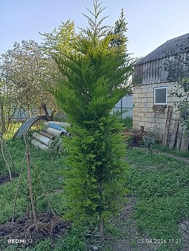 tap.az saatli: Thuja (zər evergreen) şitilləri – - Növ: dekorativ iynəyarpaqlı — 3