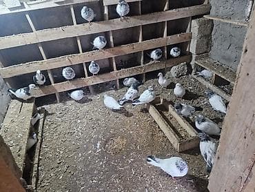 sumqayit goyercin: Məhsul: Ev göyərçinləri qrupu (ağ və ağ‑qara ləkəli rənglər) Təsvir — 1