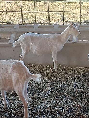 helep keci: Satılır: süd və ət istiqamətli yerli keçilər - Rəng: açıq krem/ağ — 2