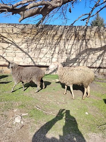 Другие с/х животные: Birinci qarına doğub qoyun özüde boğazdi heyvan şüvelandadi Təsvir: - — 1