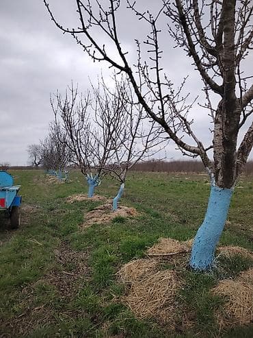 naxçıvanda torpaq elanları 2019: 150 sot, Kənd təsərrüfatı, Kupça (Çıxarış) — 1