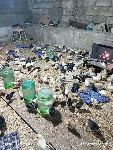 1 aylıq cücələr: Toyuq cücələri, Ətlik — 3