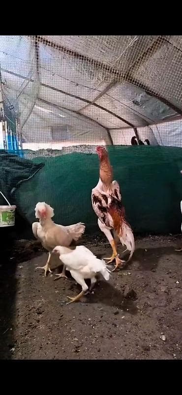 kənd toyuqları: Toyuq cücələri, Damazlıq — 9