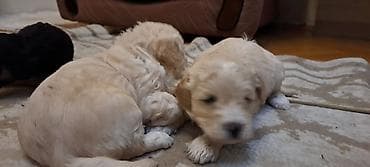 zvanoq itleri: Pudel, 1 ay, Dişi — 1