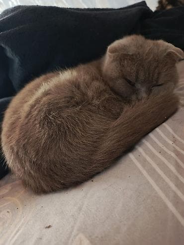 pisiyler: Şotland — 3