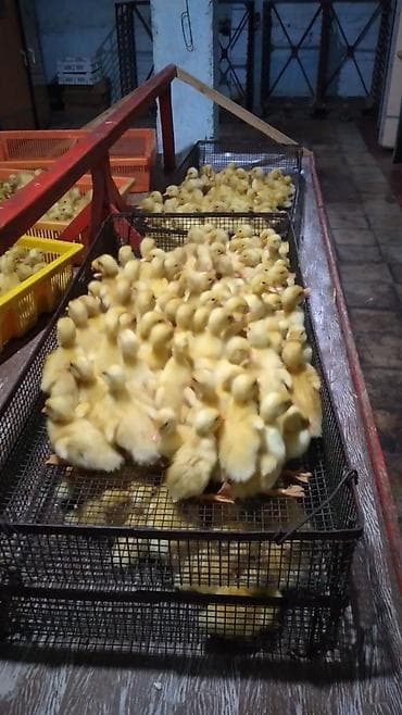 Самка, | Kuban, Для разведения, Платная доставка