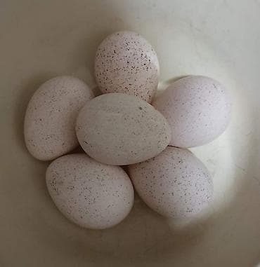 Mayalı Amerikan Bronz hinduşka yumurtaları satılır.Mayalıq dərəcəsi