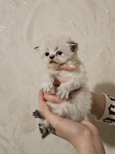 Птицы: Персидская — 1