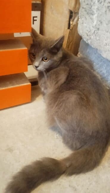 котята в баку бесплатно 2020: Шотландская, Самка, Бесплатная доставка — 2