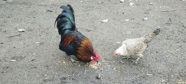 домик для большой собаки: Cüt dekorativ toyuq: rəngarəng xoruz və yüngül rəngli fere xoruz — 1