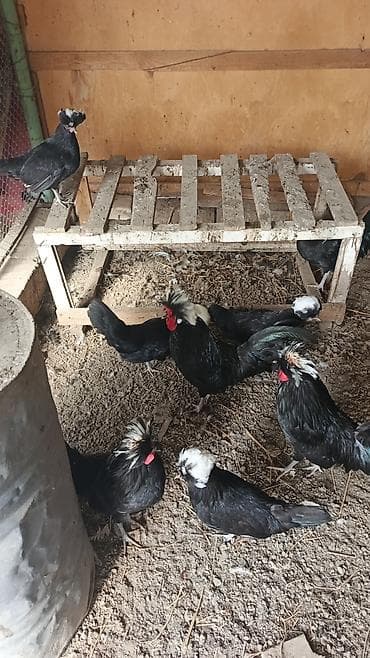 Бараны, овцы: Курица, Для разведения, Доставка в районы — 5