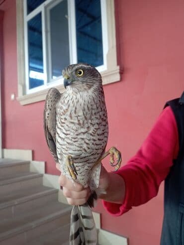 Yırtıcı quş – ehtimalən qızılgözlü qırğı (Accipiter cinsindən)