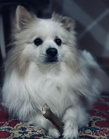 İtlər: Şpitz, 4 il, Erkek, Peyvəndli — 2