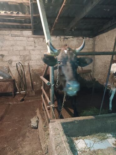 inek satislari: Sağlam inekdir yanvar ayına 3cü qarnı doğacaq — 5
