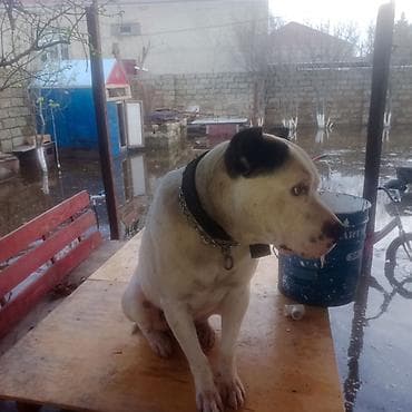 pitbul balası: Pitbul — 4