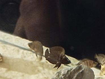 Balıqlar: Cixlid balığı — 8