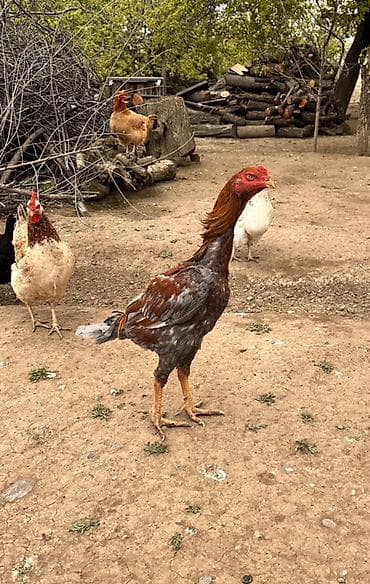 heyrati gence: Tam saglam becedi isnen elaqdar olaraq bu qiymete qoymusam isdeyen — 1