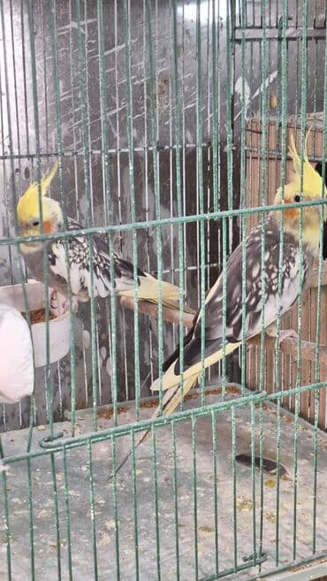 hazır hicablar: Hazır bala veren quşlar dı altında yumurta var hemide yeke yeke — 2