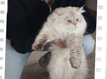 top az itler: Ragdoll cinsli balaca pişiklər - Cins: Ragdoll (sakit, mehriban və — 9