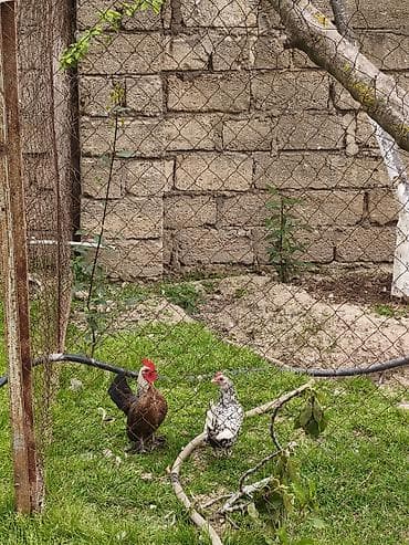 Куры: Курица, Для разведения — 2
