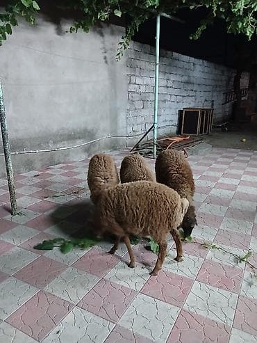 quzu qiyməti: 4 baş erkey quzu sağlam yeyimcil heyvanlardı qiymət 4 nə aitdi — 3