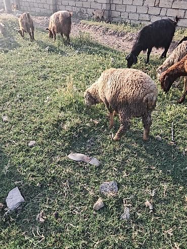 qoyun barter: Ana bala qoyun balasi erkey quzudu balasi tekde satilir — 5