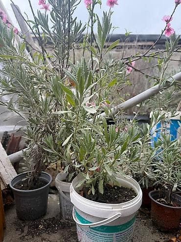 qara gul: Lavanda (Lavandula) fidanları – qablarda - Bitki növü: Ətirli — 1