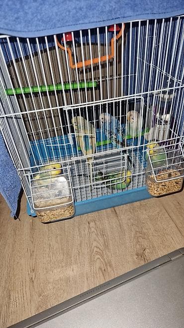 qus qefes: Bülbül (dalğalı papuqay) quşları və qəfəs dəsti -quslar satilir — 6