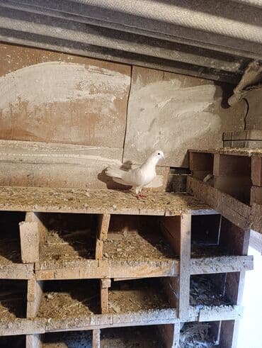 Gəmiricilər: 3 dene quşdu qiymət birinə ayıdi qusdar goz qabaqinda saglam qusdardi — 2