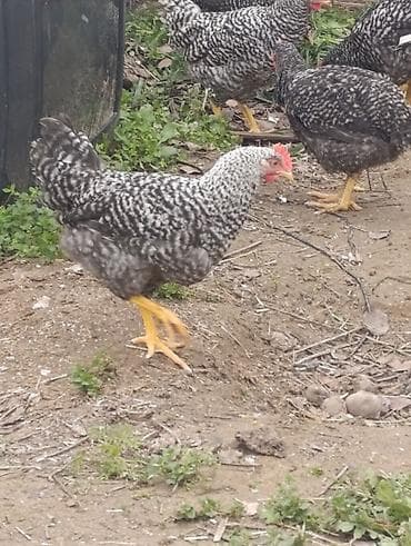 heyratı toyuğ: Toyuq, Yumurtalıq — 2