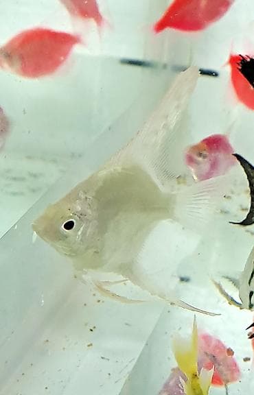 Quşlar: Mələk balığı (skalyari), Sülhsevər — 3