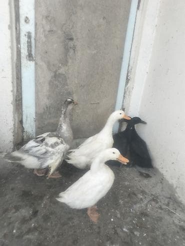 kayuqa ördəyi: Hazır bir cüt ağ ördək satılır 
Qaz və kayuqa da var — 2