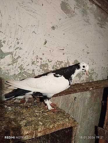 arpa buğda: Cins: Göyərçin (iki rəngli, ağ‑qara) Xüsusiyyətlər: - Baş və boyun — 3