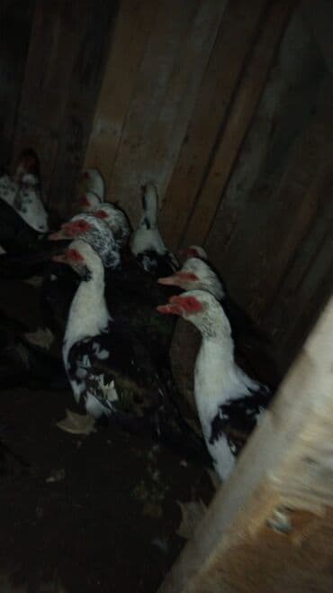 Lexus: Dişi, | Lal ördək, Damazlıq, Ünvandan götürmə — 3