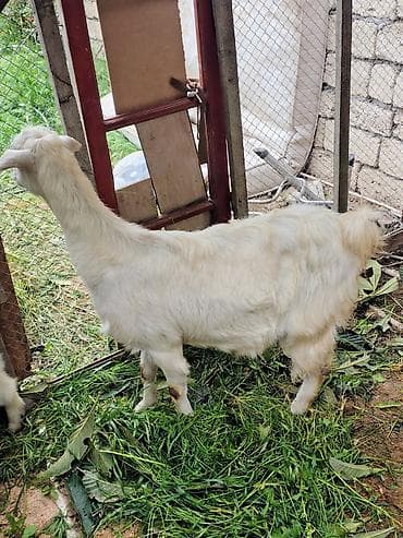 sud veren keci: Ağ rəngli ana keçi bala ilə birlikdə Sənan keçisi birinci qarın dogub — 2