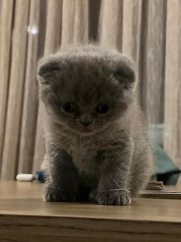 balaca cücə: Şotland — 2