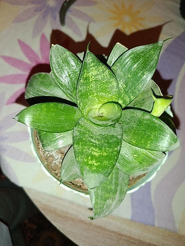 gubre: Sukulent – Sansevieria “Hahnii” (Cücə quş yuvası) - Bitki növü — 1
