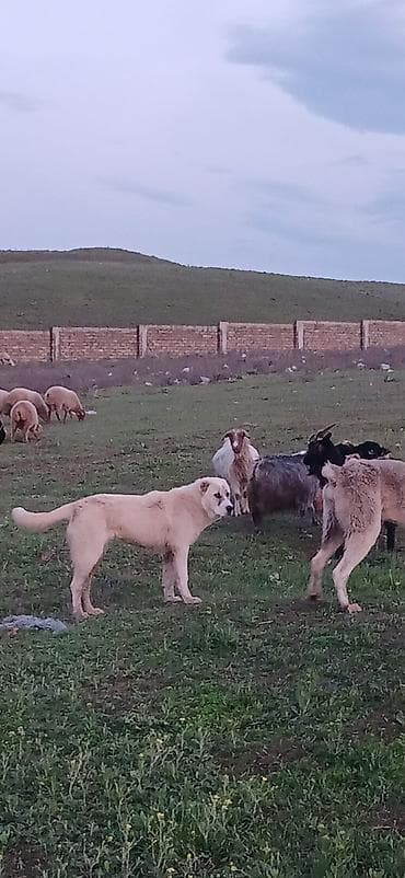 sivas kangal kanqal iti: Qurdbasar, 6 ay, Dişi, Peyvəndli, Ödənişli çatdırılma — 5
