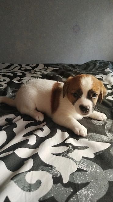heyvan bazari: Çixuahua, 1 ay — 5