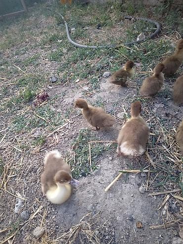 Salam krasnadar balaları satılır 34ədəddir 20 15 gunlűkdűr ikubatőr — 3