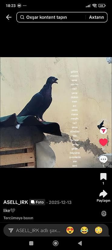 drakon goyərcin: Məhsul: Evdə bəslənən göyərçinlər (çeşidli rəng və cütlər) Təsvir: - — 5