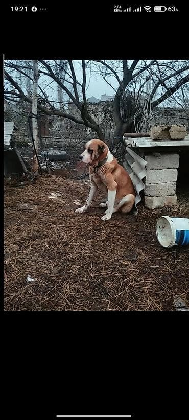 heyvanlar quşlar: Qubadadir auoer itdir Sultan Çempionun balasidir — 2