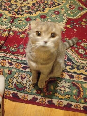 pişik sahiblendirme: Şotland yastı qulaq, Dişi, Yaxşı əllərə, Ödənişli çatdırılma — 3